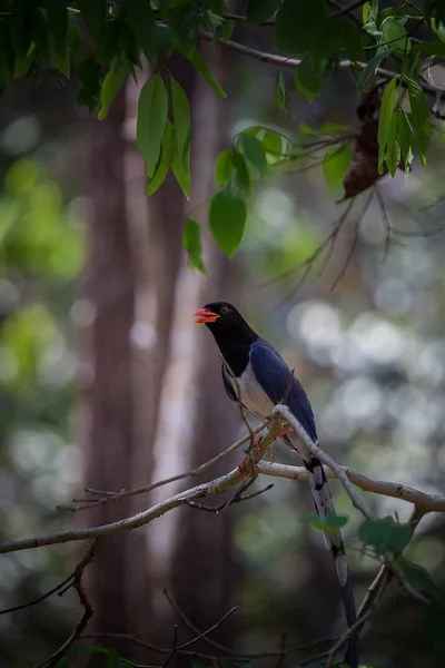 Red Billed Blauwe Ekster Urocissa Erythrorhyncha Bij Phukhieo Wildlife Sanctury — Stockfoto