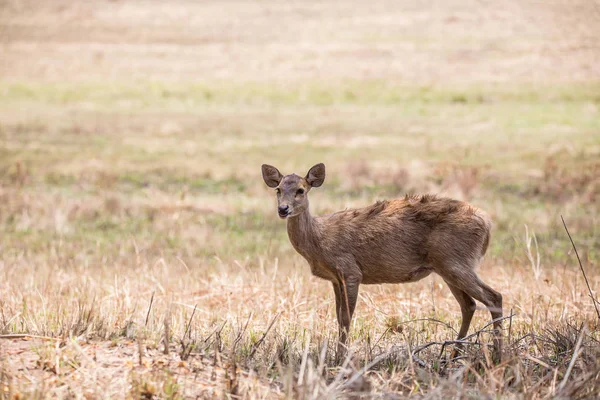 Disznó Szarvas Hyelaphus Porcinus Tanszékének Phukhieo Wildlife Sanctury Nemzeti Park — Stock Fotó