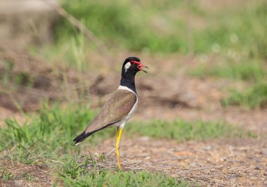 kız kuşu, kırmızı wattled: Vanellus indicus), Tayland.