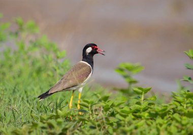 kız kuşu, kırmızı wattled: Vanellus indicus), Tayland.