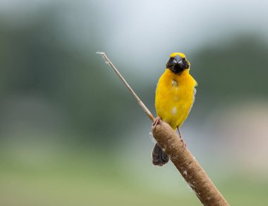 Asya altın Weaver (Ploceus hypoxanthus )