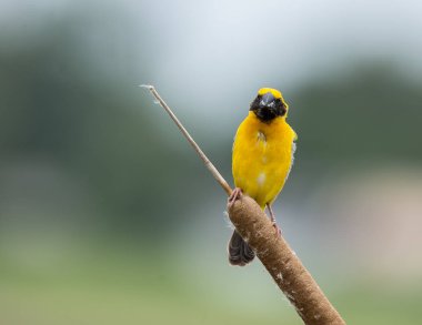 Asya altın Weaver (Ploceus hypoxanthus )