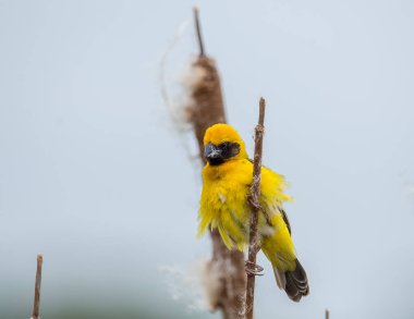 Asya altın Weaver (Ploceus hypoxanthus )