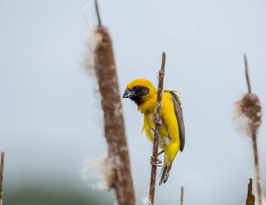 Asya altın Weaver (Ploceus hypoxanthus )