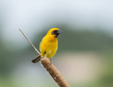 Asya altın Weaver (Ploceus hypoxanthus )