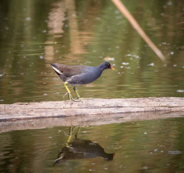 Odun suda ortak Moorhen (Gallinula chloropus).