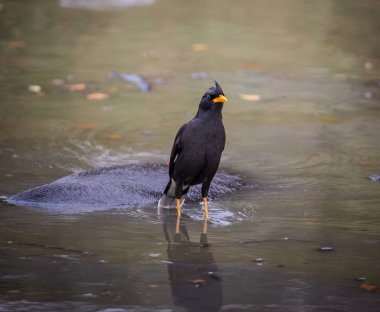 Beyaz Bacalı Myna (Acridotheres grandis) Tayland.