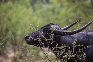Tay buffalo tarım yardımcı olur bir hayvandır.