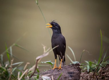 Beyaz Bacalı Myna (Acridotheres grandis) Tayland.