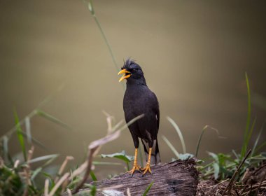 Beyaz Bacalı Myna (Acridotheres grandis) Tayland.