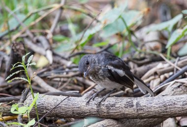 Oriental Magpie Robin (Copsychus saularis) kuru dalları.