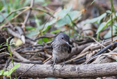 Oriental Magpie Robin (Copsychus saularis) kuru dalları.