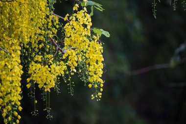 Hint Laburnum (Cassia Fistül) Tayland.