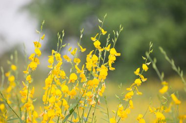 Tayland çiçek Pummelo alan.