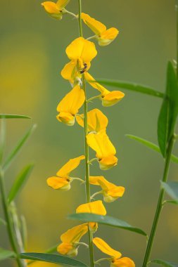 Tayland çiçek Pummelo alan.