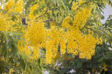 Hint Laburnum (Cassia Fistül) Tayland.