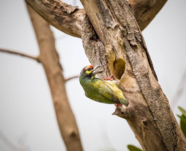 ağaç boş Coppersmith kaniş (Megalaima haemacephala).