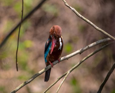 Beyaz boğazlı Kingfisher (Halcyon smyrnensis) dalı Park.