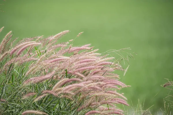 背景が緑色のリスの尾草 Urria Crinita Desv Exdc — ストック写真