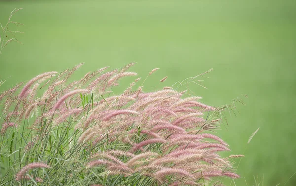 Grama Cauda Esquilo Urria Crinita Desv Exdc Com Fundo Verde — Fotografia de Stock