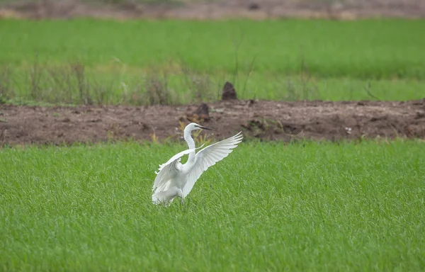 ダイサギ アルデーア Alba タイのフィールドに飛ぶ — ストック写真