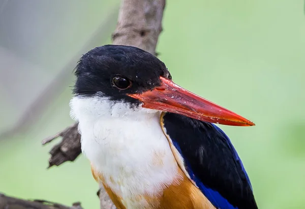 Kingfisher Capuchon Noir Halcyon Pileata Sur Une Branche Parc — Photo