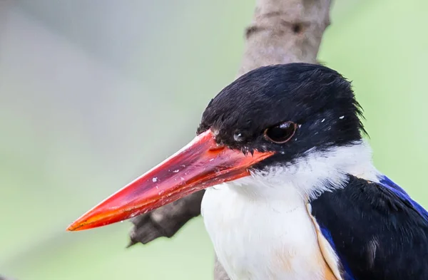 Kingfisher Czarnołbisty Halcyon Pileata Oddział Parku — Zdjęcie stockowe