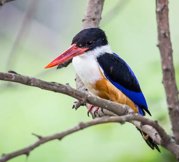 Schwarzkopf Eisvogel Halcyon Pileata Auf Einem Ast Park — Stockfoto