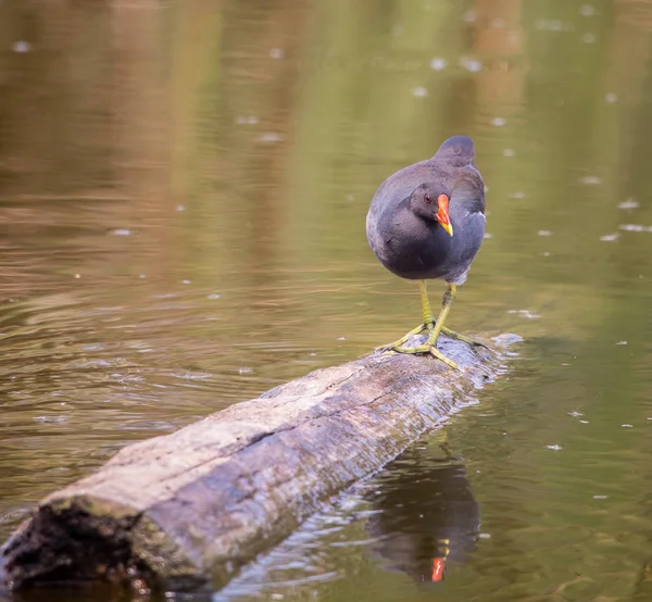 Huhn Gallinula Chloropus Auf Dem Holz Wasser — Stockfoto