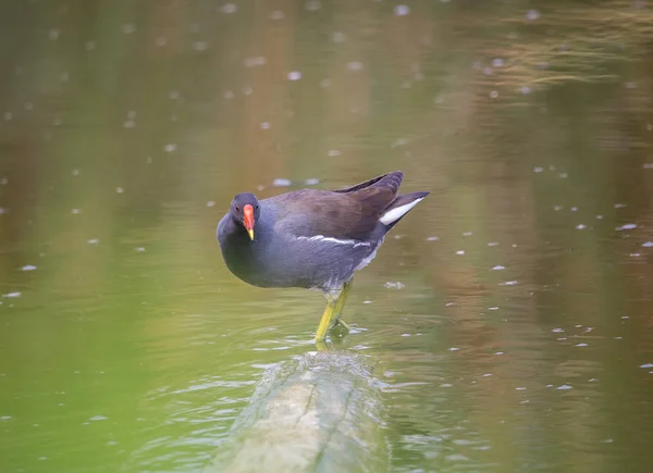 Αρκοπετείναρο Gallinula Chloropus Στο Ξύλο Μέσα Στο Νερό — Φωτογραφία Αρχείου