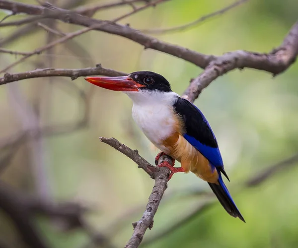 Pescador Real Capa Negra Halcyon Pileata Una Rama Parque — Foto de Stock