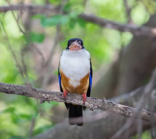 Schwarzkopf Eisvogel Halcyon Pileata Auf Einem Ast Park — Stockfoto