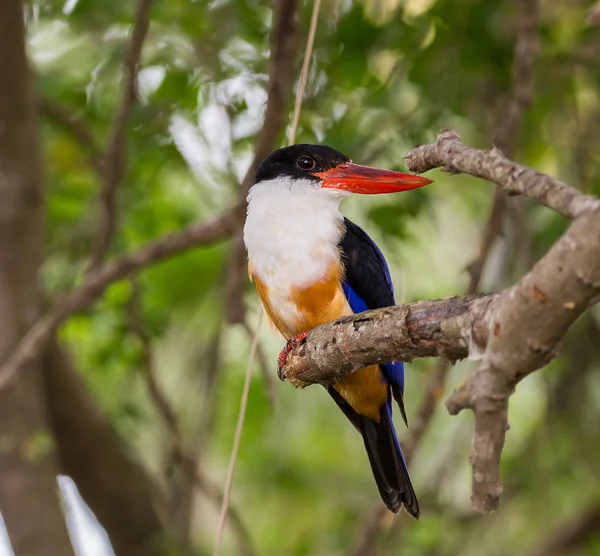 Черношапочный Kingfisher Halcyon Pileata Ветке Парке — стоковое фото