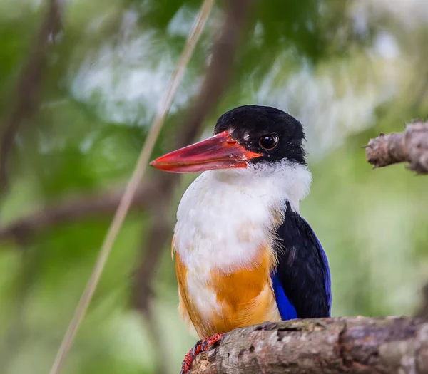 Kingfisher Preto Tampado Pileata Halcyon Uma Filial Parque — Fotografia de Stock