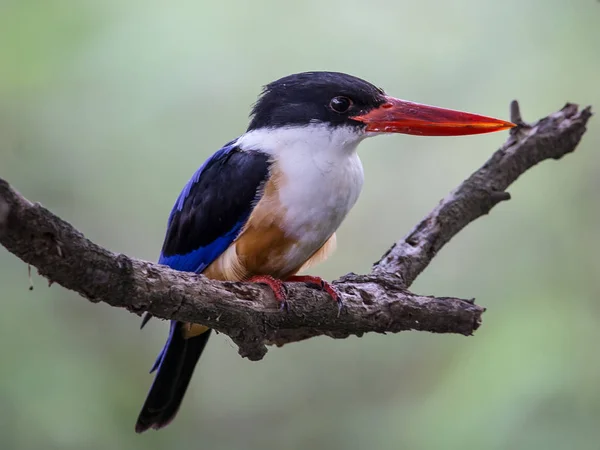 Pescador Real Capa Negra Halcyon Pileata Una Rama Parque —  Fotos de Stock