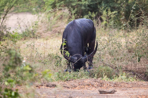 Thai Buffalo Egy Állat Hogy Segít Mezőgazdasági — Stock Fotó