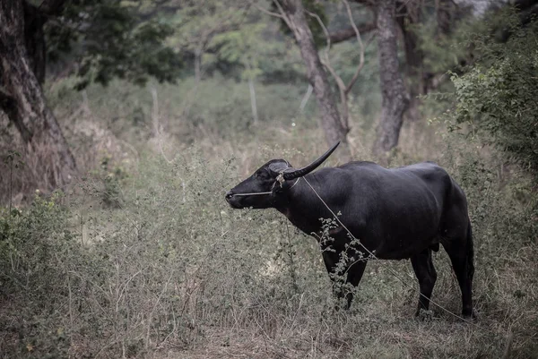 Búfalo Tailandês Animal Que Ajuda Agricultura — Fotografia de Stock