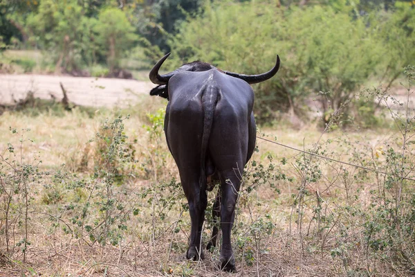 Thai buffalo is an animal that helps in farming.