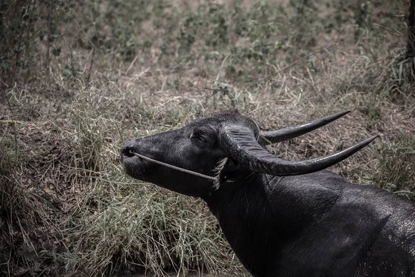 Thai Buffalo Animal Helps Farming — Stock Photo, Image