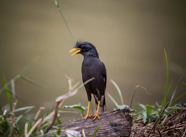 Wit Vented Myna Acridotheres Grandis Van Thailand — Stockfoto