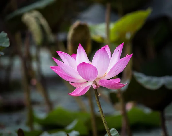 Розовый Цветок Лотоса Пруду — стоковое фото
