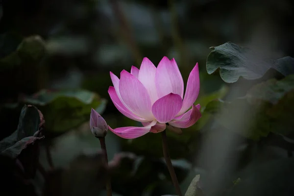 Розовый Цветок Лотоса Пруду — стоковое фото