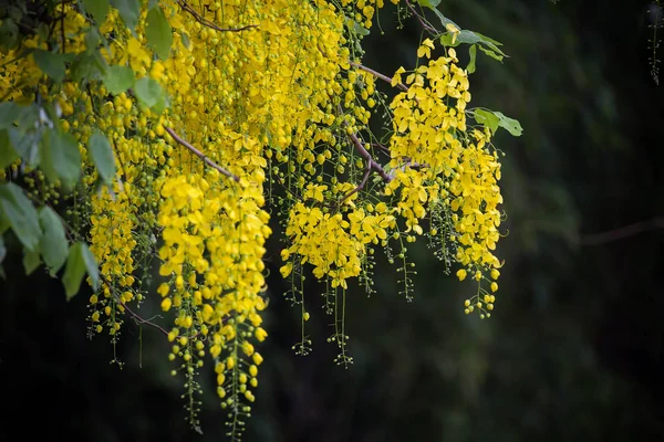 Indiai Laburnum Cassia Sipoly Thaiföld — Stock Fotó