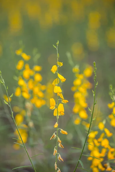 Campo Flores Pummelo Tailandia — Foto de Stock