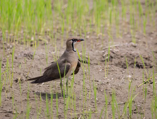 Tayland Alanında Oriental Pratincole Glareola Maldivarum — Stok fotoğraf