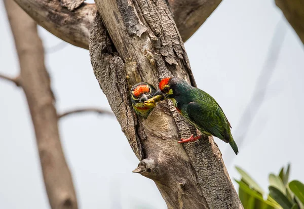 Barbetto Rame Megalaima Haemacephala Nella Cavità Dell Albero — Foto Stock