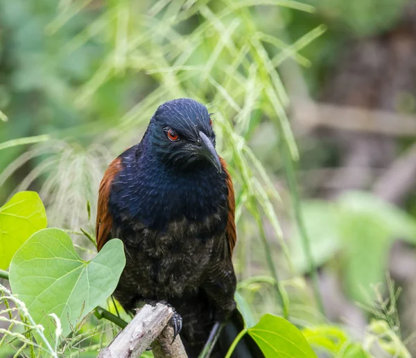 Coucals Crow Pheasants Tree — Stock Photo, Image