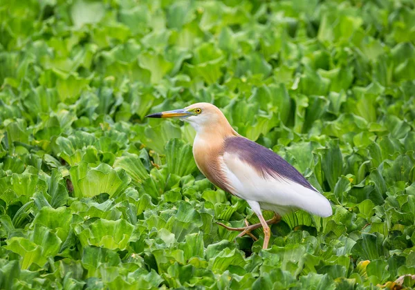 Javan Pond Hero Green Background — Stock Photo, Image