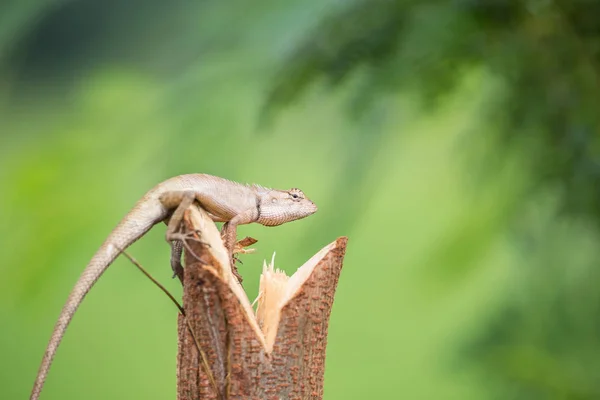 Red Chameleon Thailand — Stock Photo, Image