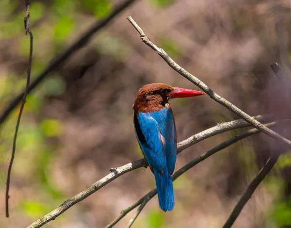 White Throated Kingfisher Halcyon Smyrnensis Branch Park — Stock Photo, Image